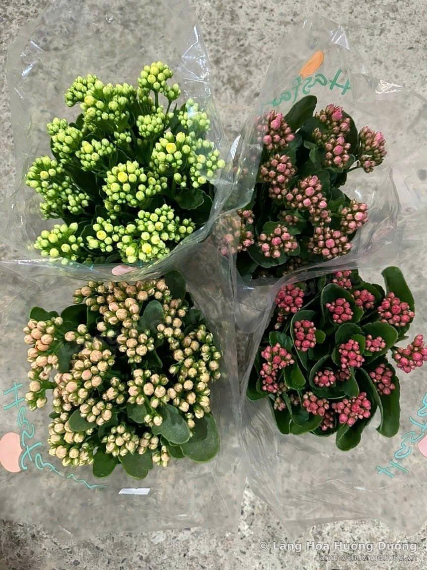 Hoa Kalanchoe Bọc Giấy Kính (Nhiều Màu)