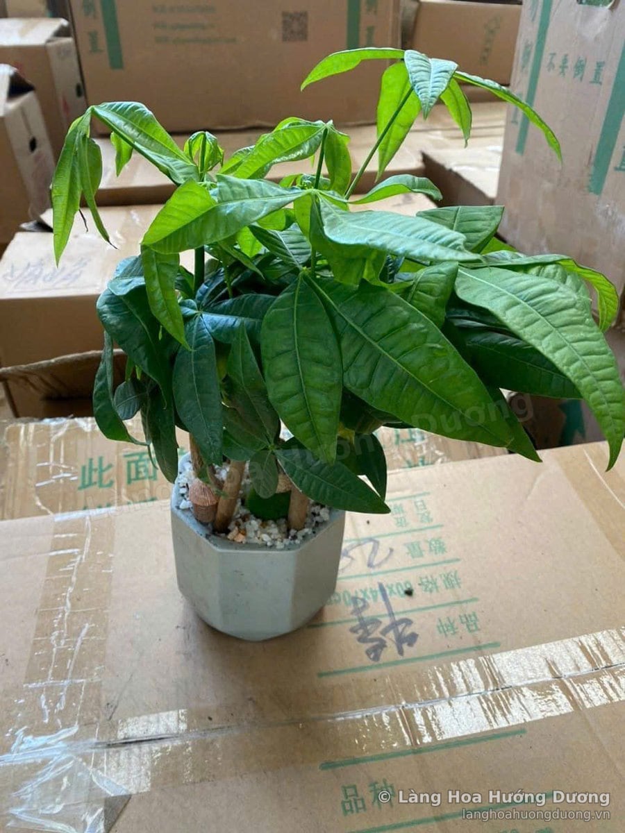 Kim Ngân Mini Chậu Sứ Xám