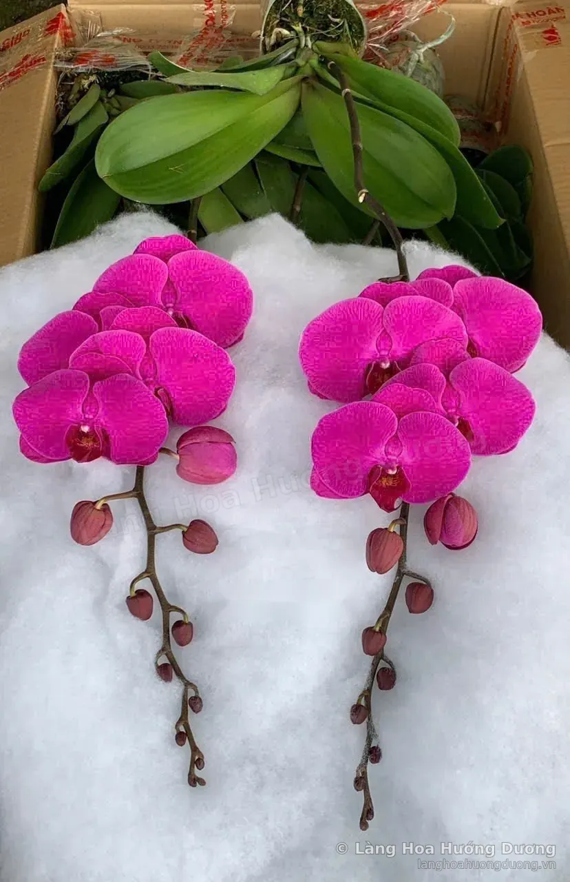 Lan hồ điệp đỏ mã não