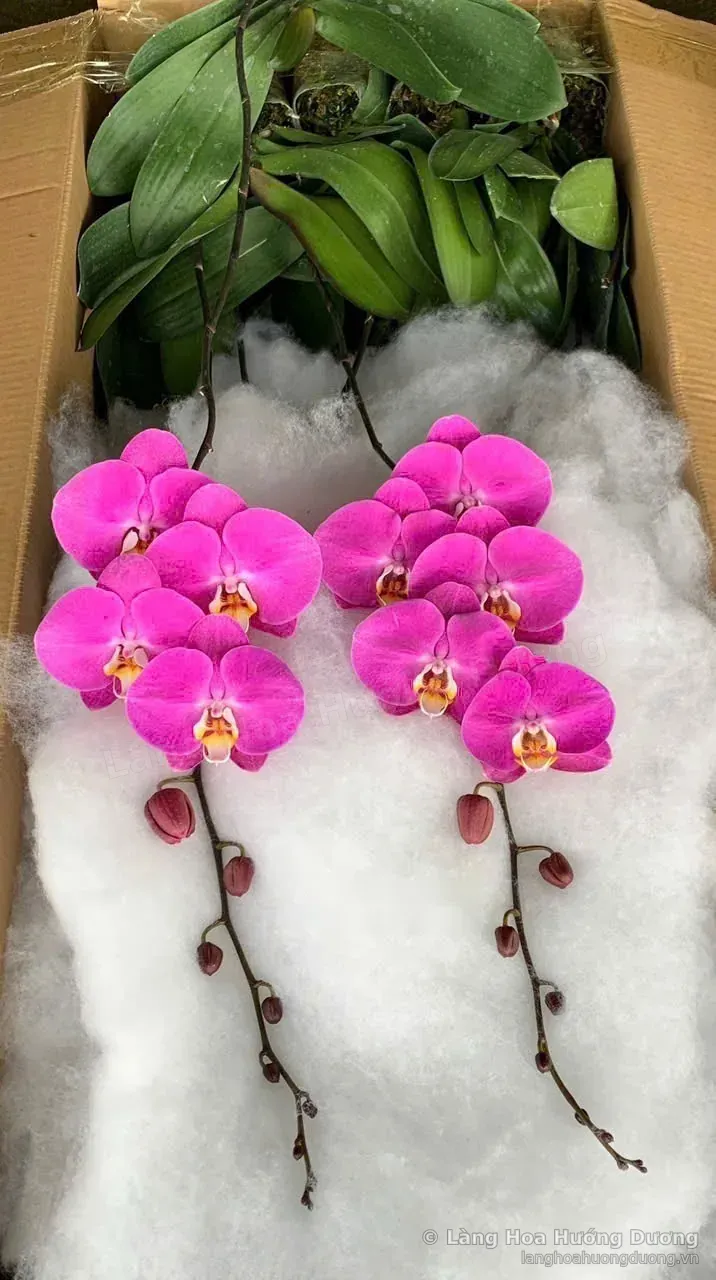 Lan hồ điệp hồng giống mới