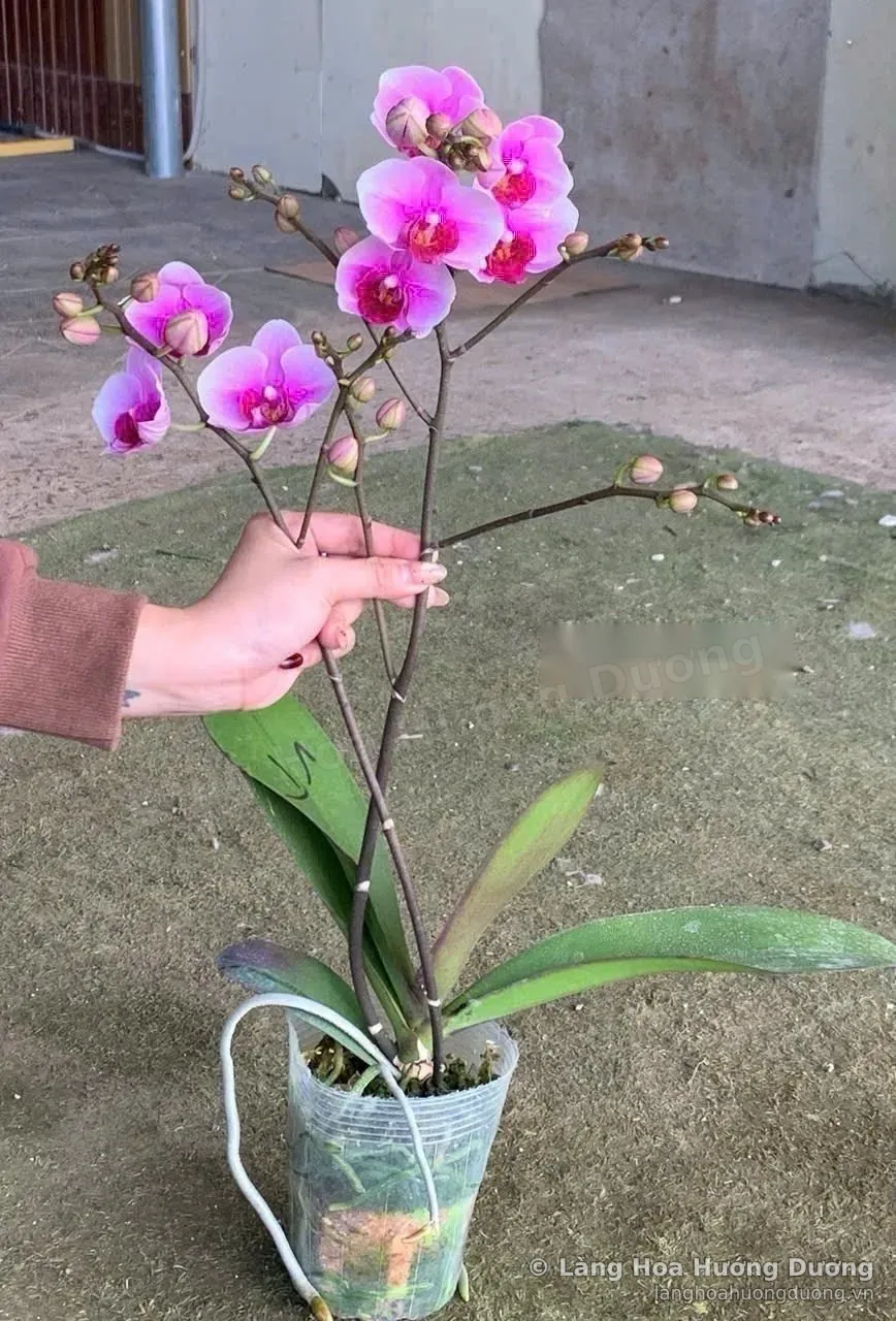 Lan hồ điệp hồng tím 003 hai vòi