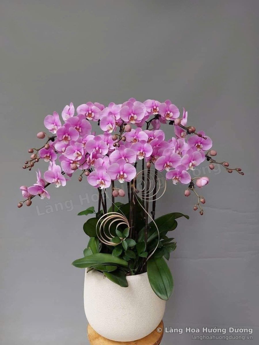 Lan Hồ Điệp Hồng Tím Chậu Sứ Trắng