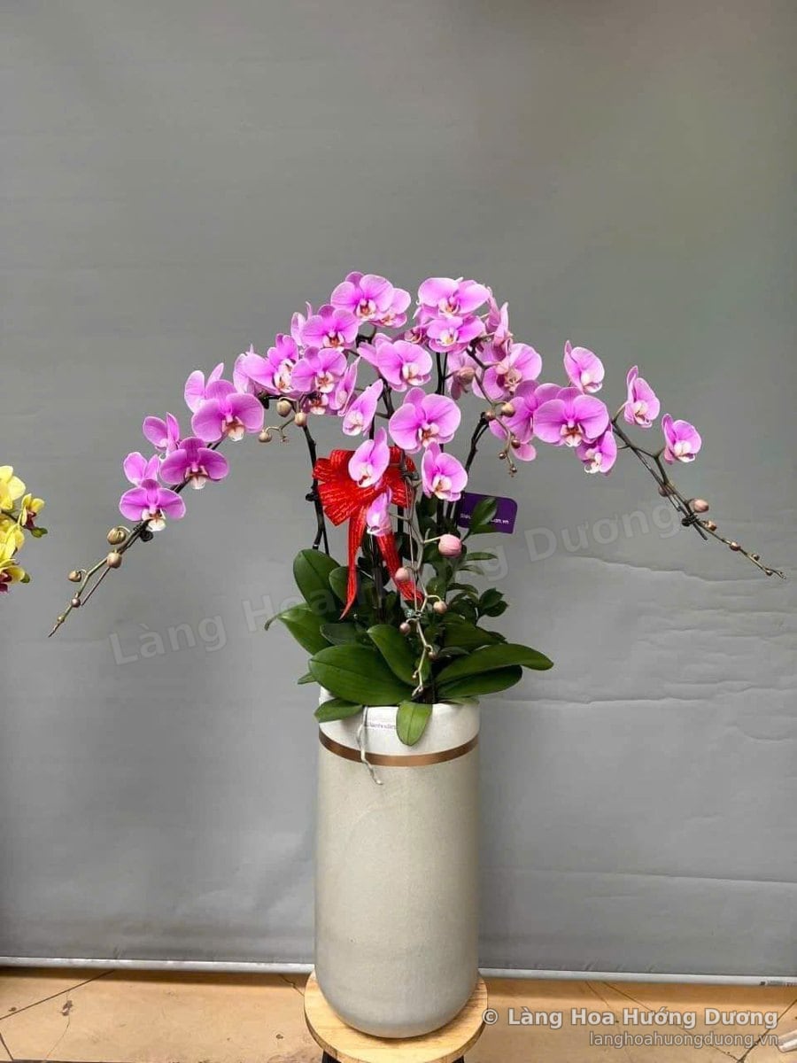 Lan Hồ Điệp Hồng Tím Chậu Trụ Kem