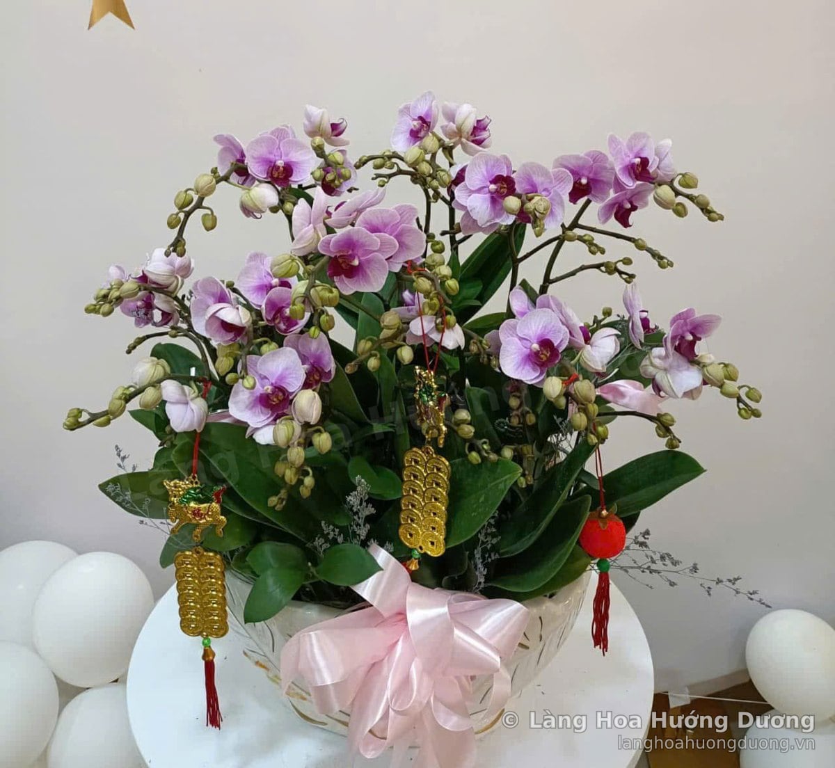 Lan Hồ Điệp Tím Chậu Sứ Trắng Kèm Bao Lì Xì