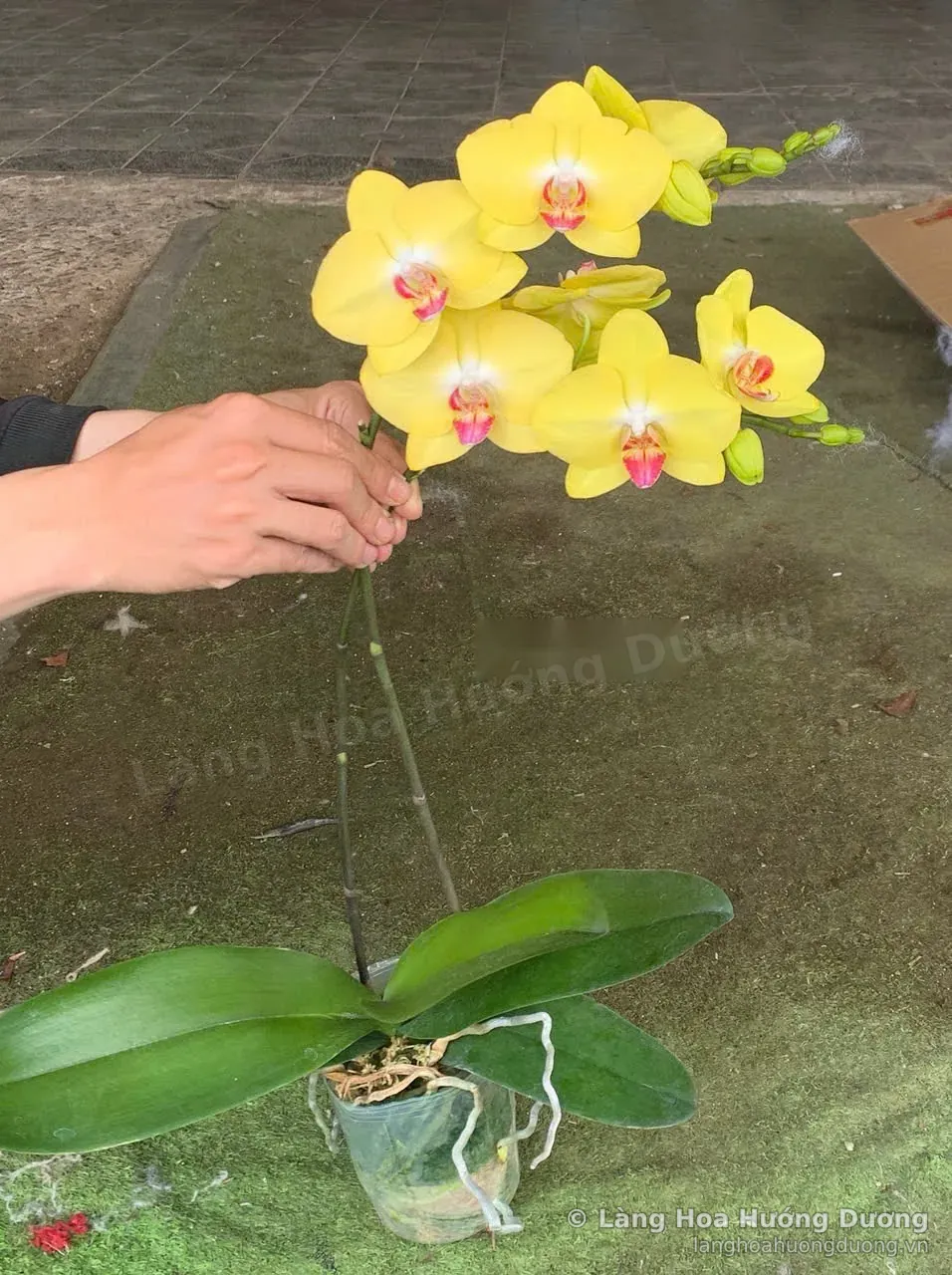 Lan hồ điệp hai vòi là gì? Cách chọn chậu hai vòi nhiều hoa, đẹp và bền