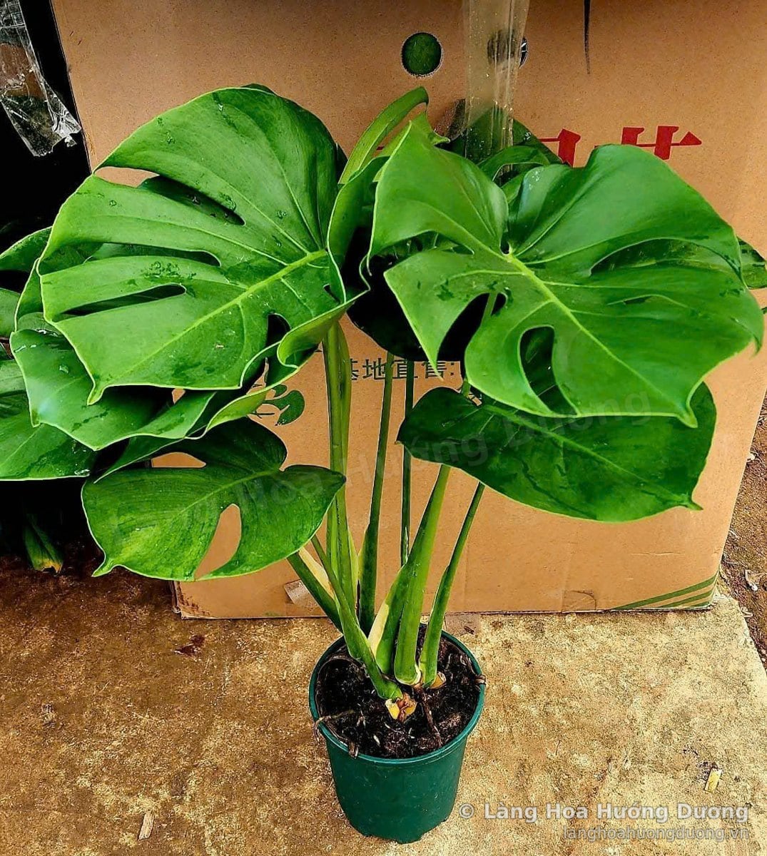 Monstera Chậu Nhựa Xanh