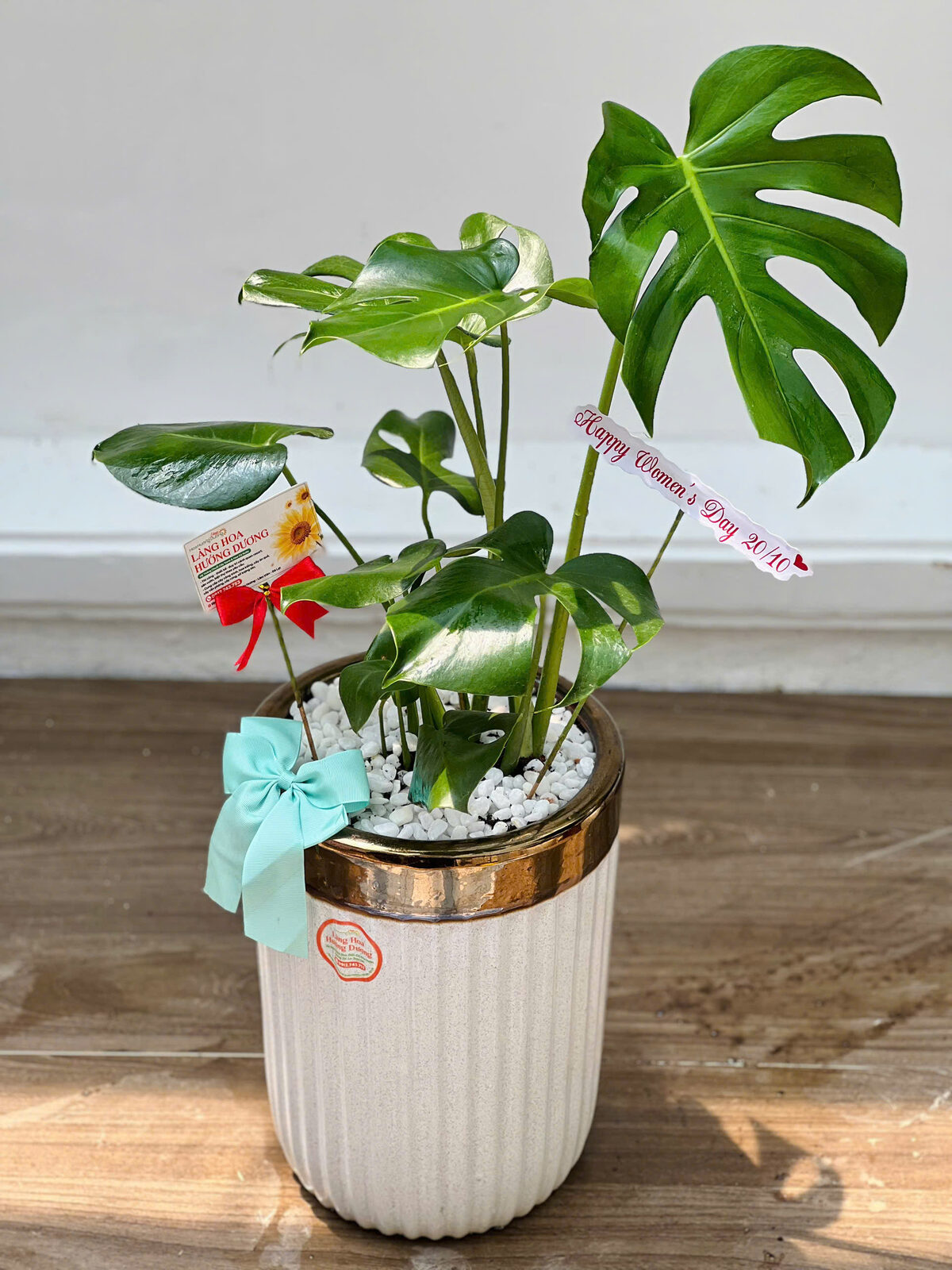 Monstera Mini Chậu Sứ Sọc Viền Vàng