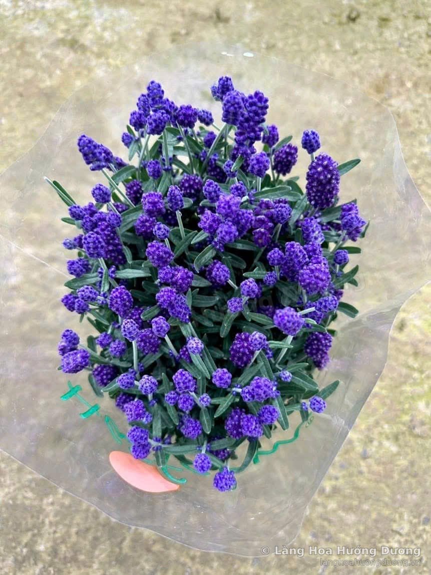 Oải Hương Tím Bọc Giấy Kính