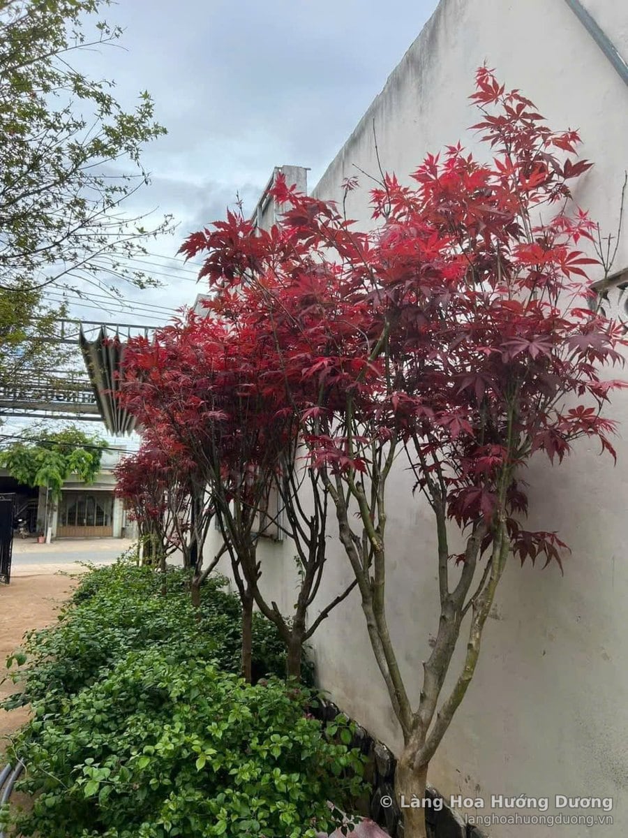 Phong Lá Đỏ Cây Sân Vườn