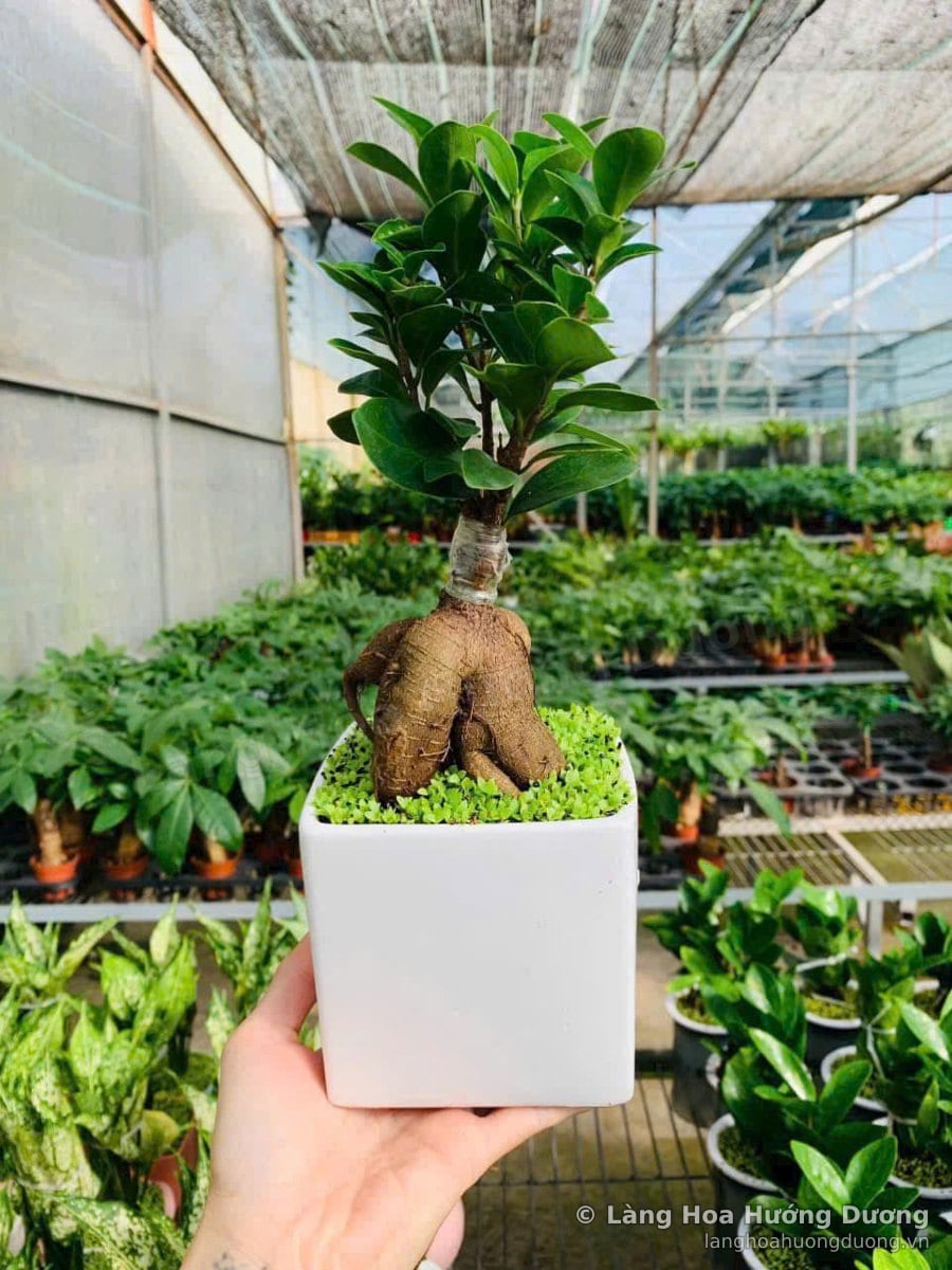 Tay cầm chậu si rễ củ mini phần gốc phình như củ, trồng trong chậu sứ vuông trắng phủ cỏ xanh