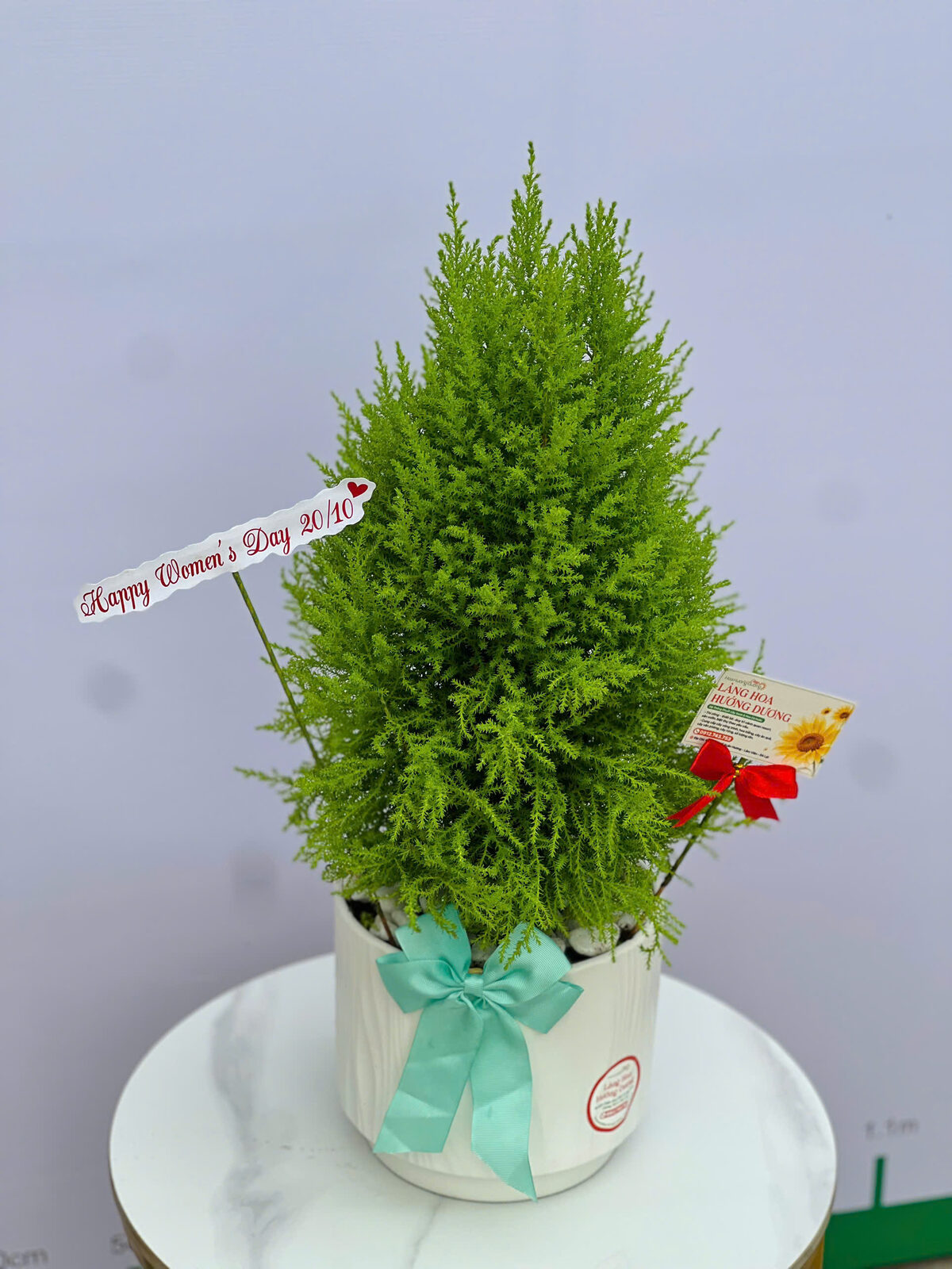Tùng Thơm Chậu Sứ Trắng Nơ Xanh Ngọc