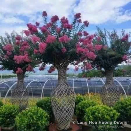 Tường Vi Tạo Dáng Lồng Thân