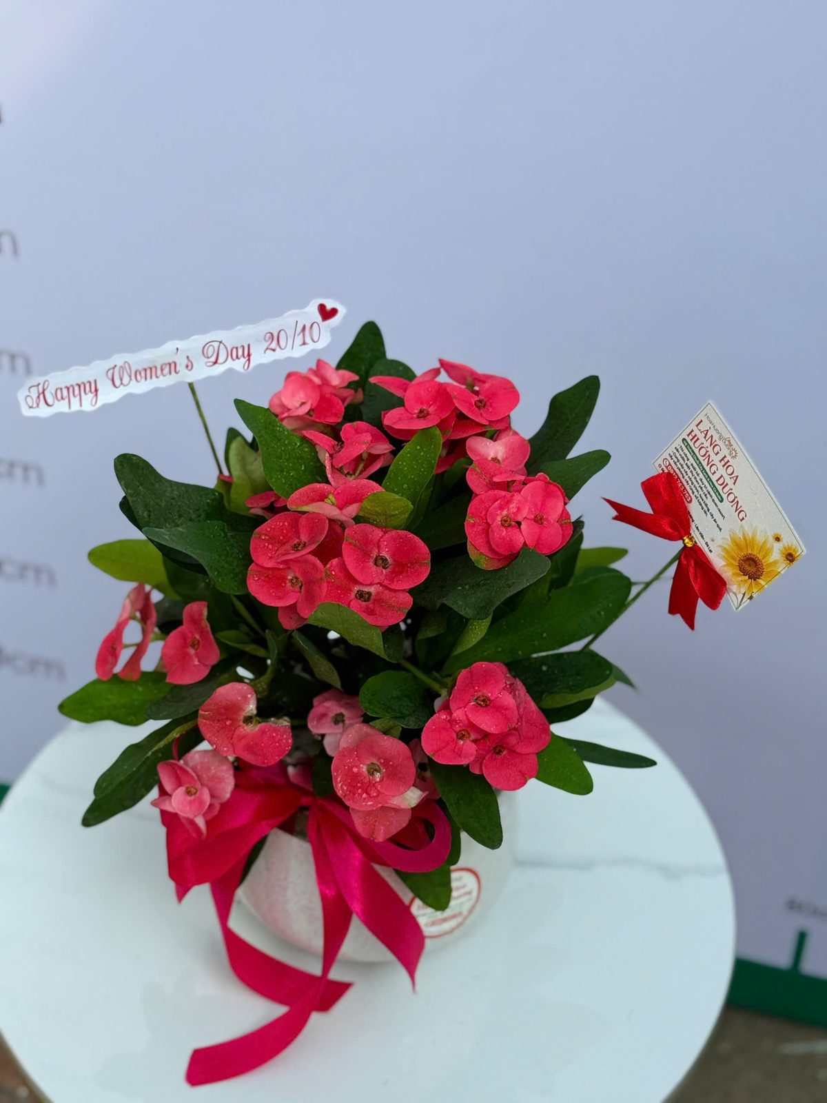 Xương Rồng Bát Tiên Đỏ Chậu Sứ Trắng Nơ Hồng