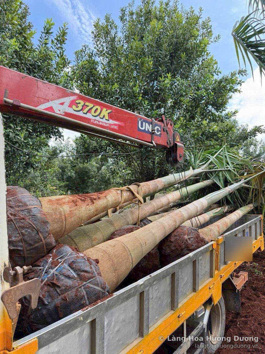 Cây công trình bọc bầu trên xe cẩu tại vùng trồng Làng Hoa Hướng Dương