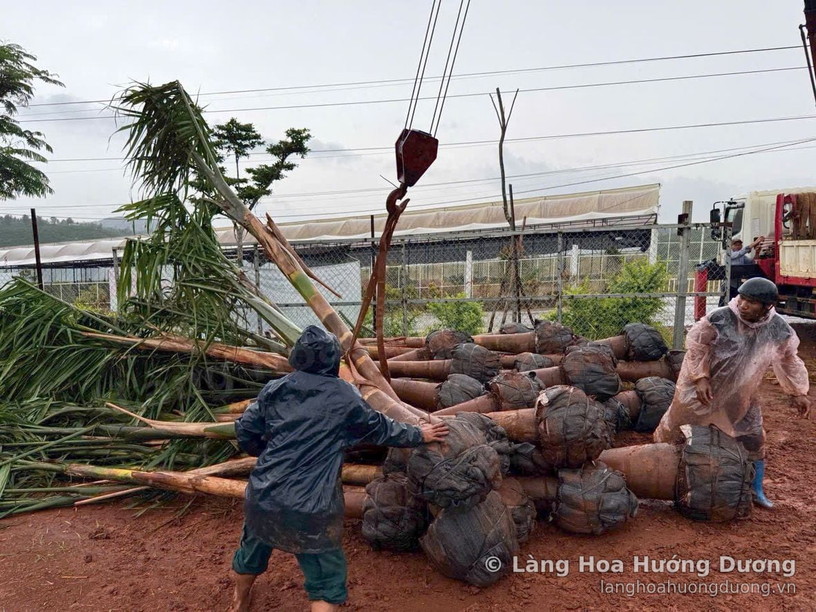 Cẩu hạ cây công trình bọc bầu tại vùng trồng Làng Hoa Hướng Dương