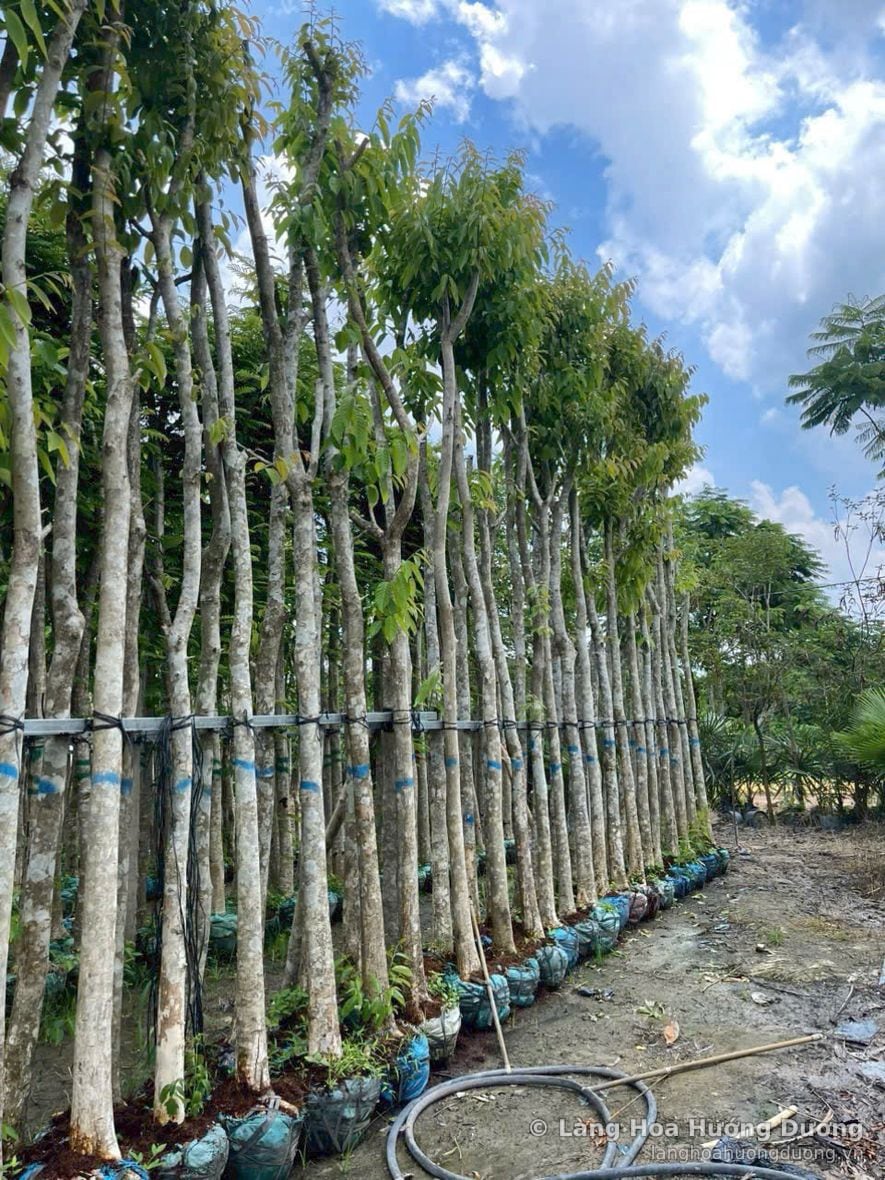 Hàng cây thân trắng bầu xanh, sẵn sàng giao tại vùng trồng Làng Hoa Hướng Dương