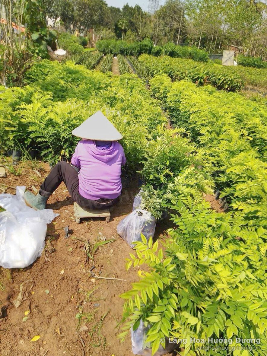 Chăm sóc cây giống trong vườn tại vùng trồng Làng Hoa Hướng Dương
