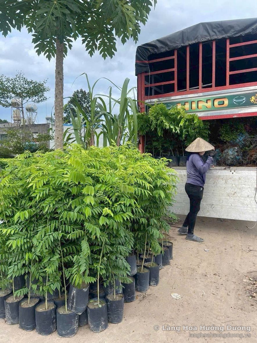 Cây giống chuẩn bị xuất đi tỉnh tại vùng trồng Làng Hoa Hướng Dương