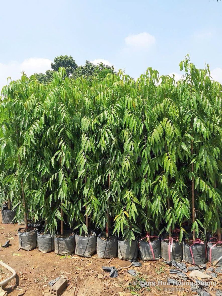 Cây bóng mát bầu đen thẳng hàng tại vùng trồng Làng Hoa Hướng Dương