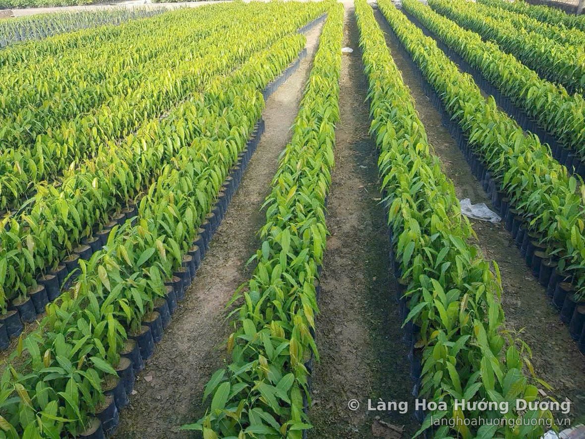 Luống cây giống trong vườn ươm tại vùng trồng Làng Hoa Hướng Dương