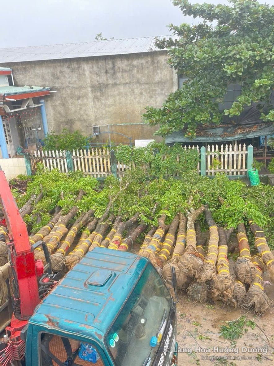 Cây công trình bọc bầu quấn đai vàng trên xe tại vùng trồng Làng Hoa Hướng Dương