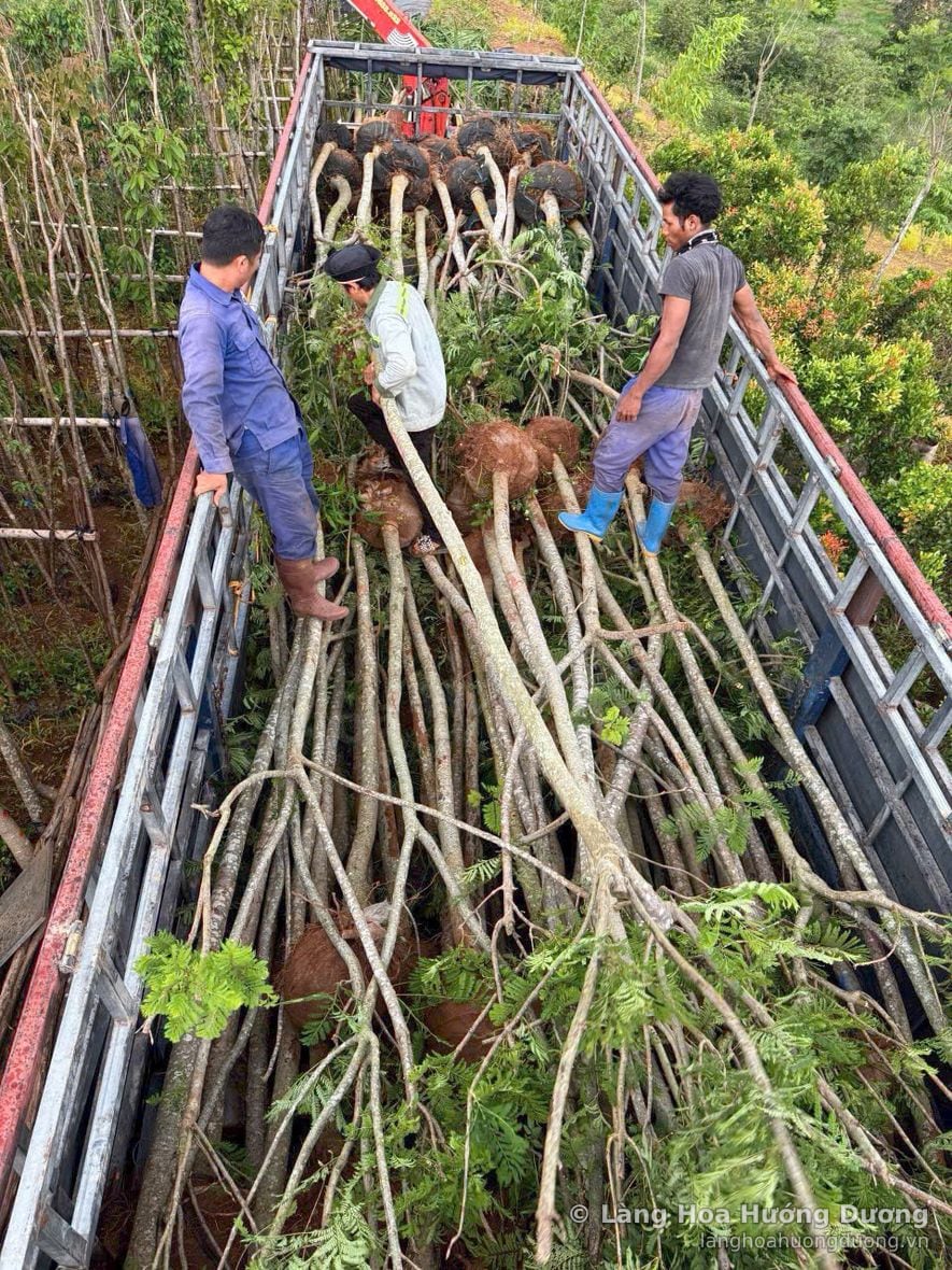Cây công trình thân cao trên xe tải tại vùng trồng Làng Hoa Hướng Dương