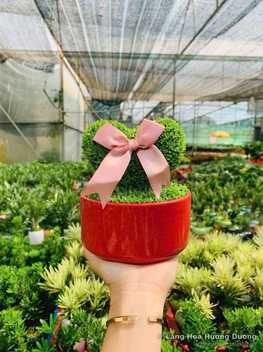 Cây tỉa hình trái tim, chậu đỏ nơ hồng tại vườn Làng Hoa Hướng Dương Đà Lạt