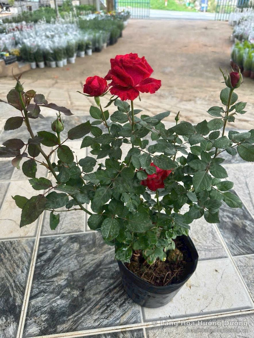 Hồng đỏ tại vườn Làng Hoa Hướng Dương Đà Lạt