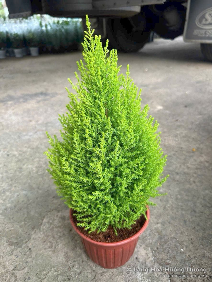 Tùng thơm tại vườn Làng Hoa Hướng Dương Đà Lạt