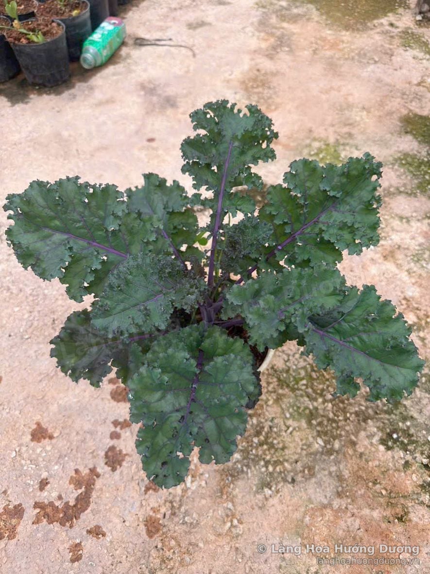 Cải kale tím tại vườn Làng Hoa Hướng Dương Đà Lạt