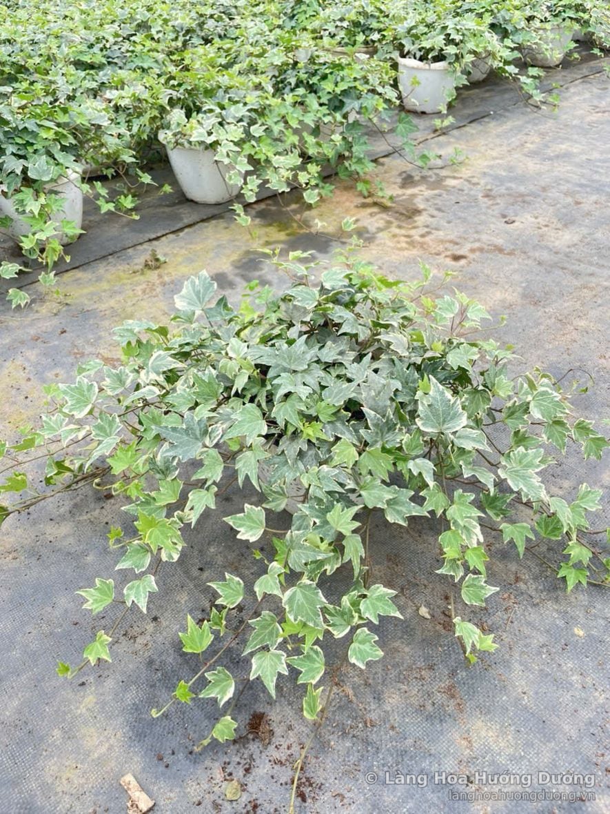 Thường xuân lá viền trắng tại vườn Làng Hoa Hướng Dương Đà Lạt