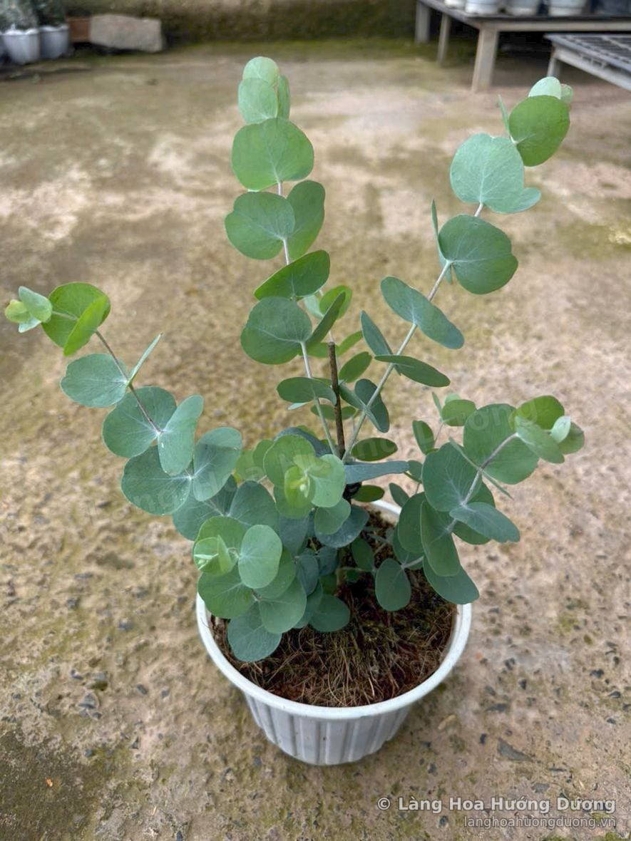 Khuynh diệp lá tròn tại vườn Làng Hoa Hướng Dương Đà Lạt