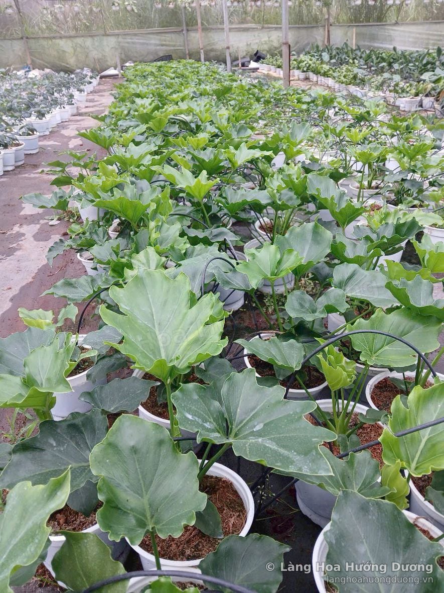 Trầu bà lá xẻ tại vườn Làng Hoa Hướng Dương Đà Lạt