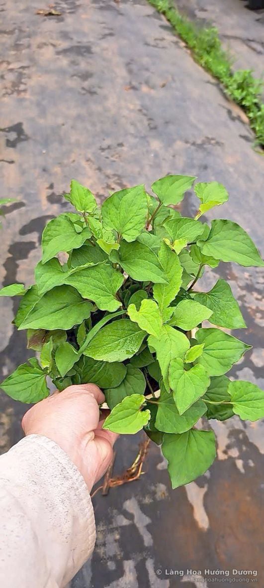 Diếp cá tại vườn Làng Hoa Hướng Dương Đà Lạt
