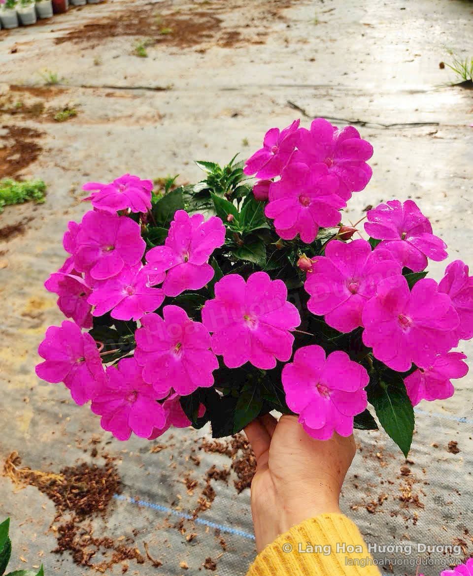 Hoa bóng nước tím hồng tại vườn Làng Hoa Hướng Dương Đà Lạt