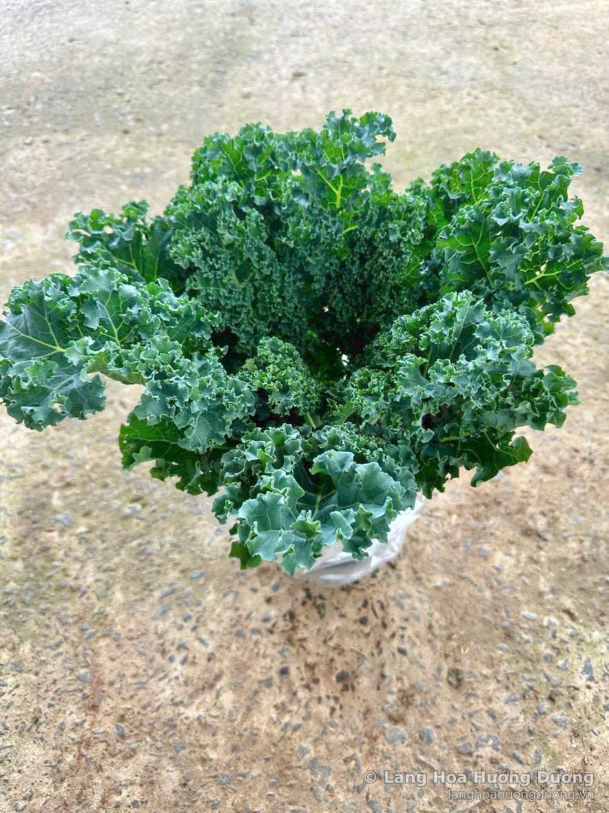 Cải kale xanh tại vườn Làng Hoa Hướng Dương Đà Lạt