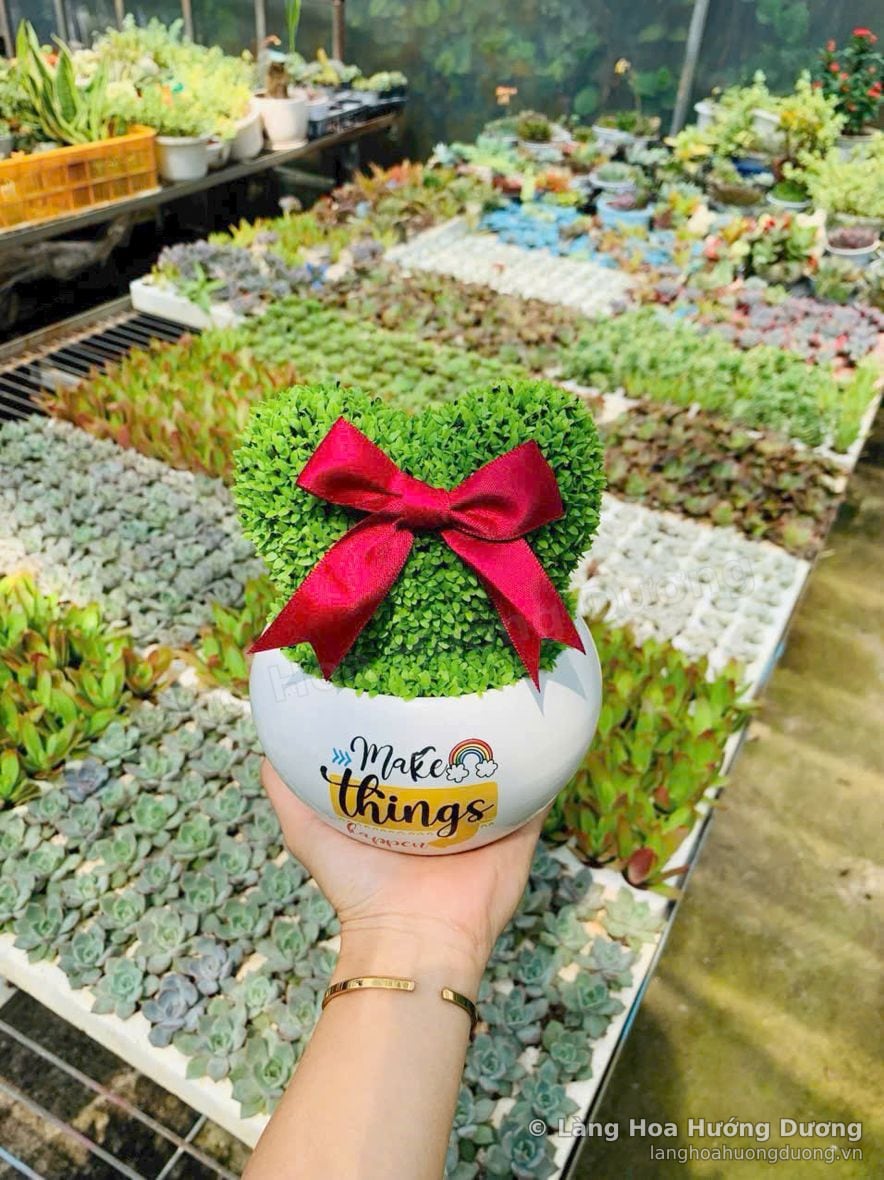 Cây tỉa hình trái tim, chậu sứ nơ đỏ tại vườn Làng Hoa Hướng Dương Đà Lạt